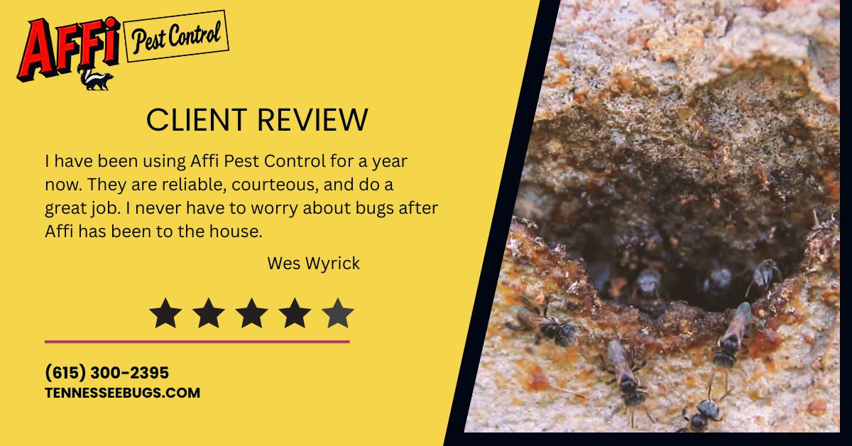 The Art of Removing Bees and Wasps Without Tearing Apart Your Home